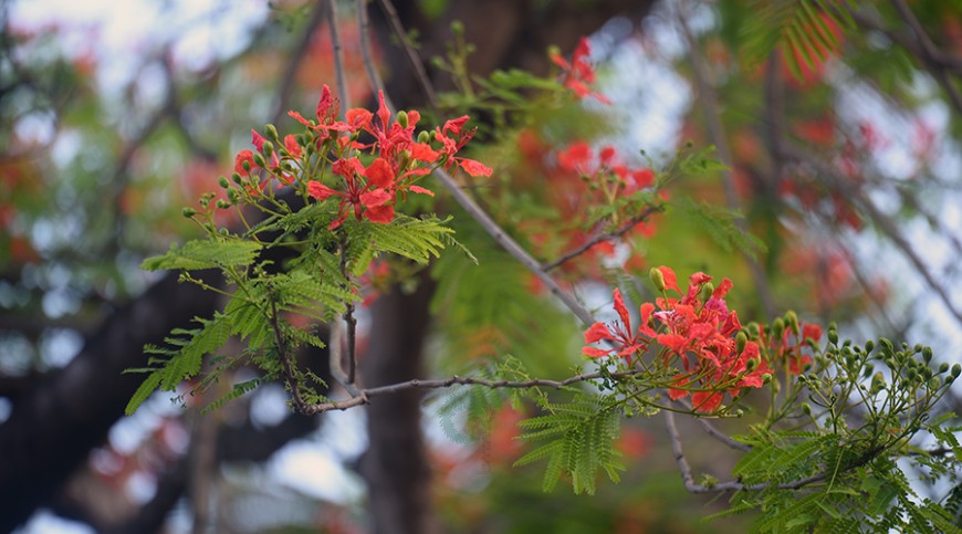 কৃষ্ণচূড়া: দহনক্লান্ত পথিকের প্রশান্তি