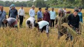 কালিয়ায় এবারও ধানকাটা উৎসবে কৃষক সমিতি