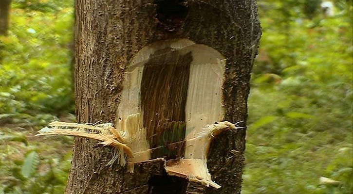 মহৎ মানুষ সমাজের আগর গাছ