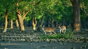 সুন্দরবনে তিন মাস প্রবেশ নিষেধ