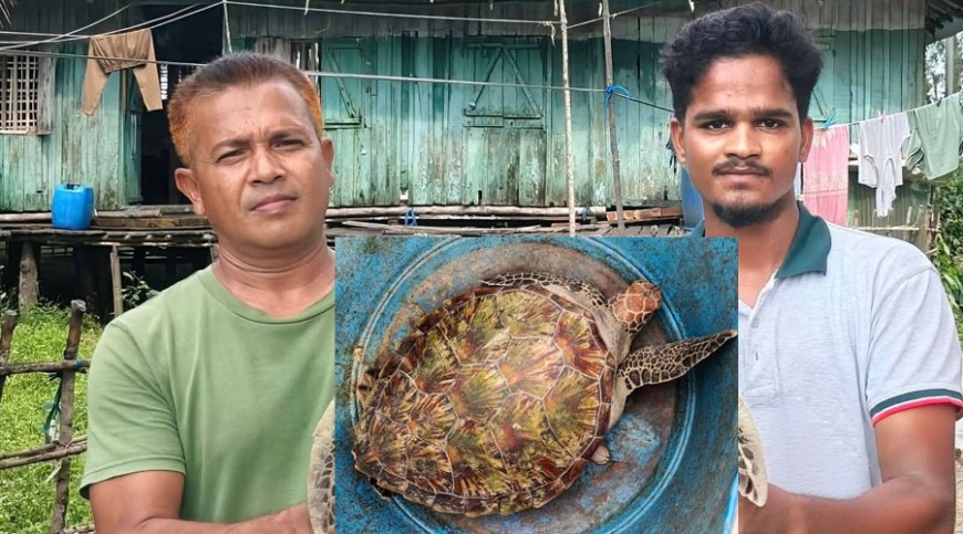 জালে উঠলো বিরল প্রজাতির কচ্ছপ, সুন্দরবনে অবমুক্ত