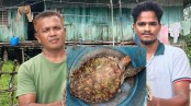 জালে উঠলো বিরল প্রজাতির কচ্ছপ, সুন্দরবনে অবমুক্ত