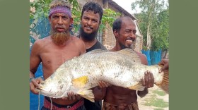 খোলপেটুয়ায় ধরা পড়েছে ১৫ কেজির কোরাল