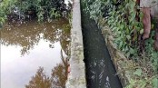 পাইকগাছায় ড্রেনের নোংরা পানিতে পাউবোর পুকুর দূষিত: দ্রুত সংস্কারের দাবি