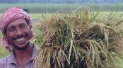আমাদের জীবন ধানকেন্দ্রিক