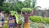 মেহেরসাগর কলার দাপট, কোটি টাকার বিকিকিনি