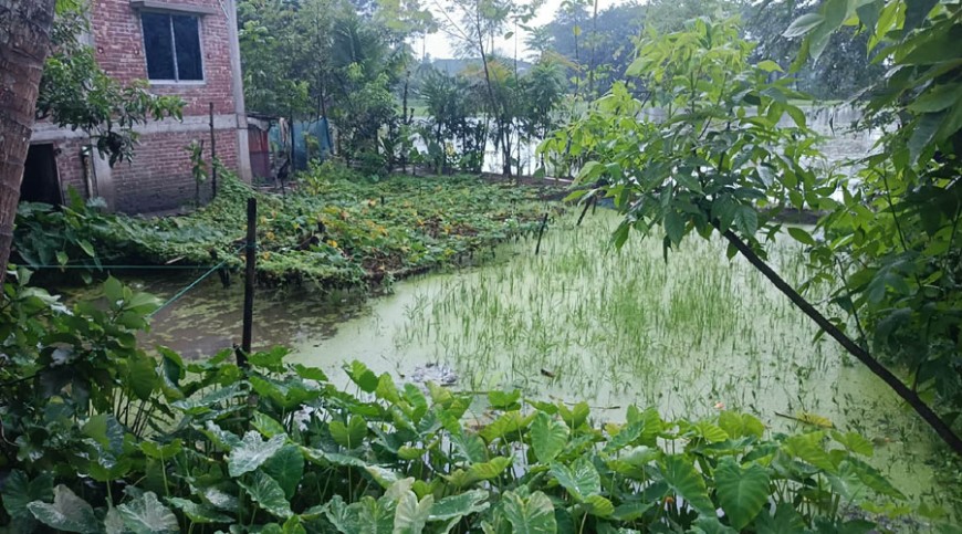 ডোবার পানিতে বিদ্যুতায়িত হয়ে কৃষকের মৃত্যু