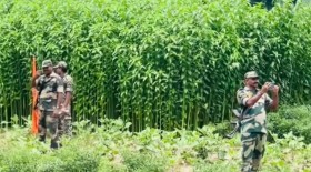 মেহেরপুরের গাংনী সীমান্তে রাস্তার কাজে বিএসএফের বাধা