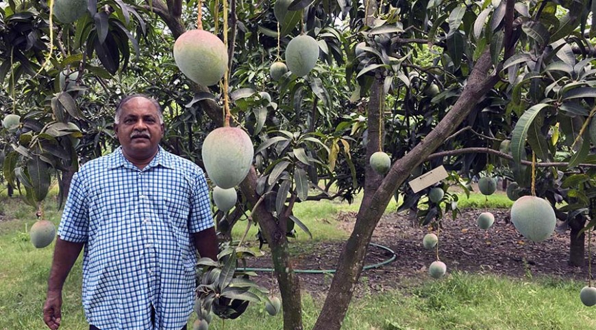 যে খামারে আছে ৭৫ প্রজাতির আম
