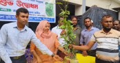 কালীগঞ্জে গাছের চারা বিতরণ