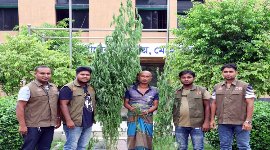 মেহেরপুরে বাড়ির উঠানে গাঁজা গাছ, অভিযুক্ত আটক