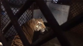 আহত বাঘটিকে রোববার সুন্দরবনে অবমুক্ত করা হবে