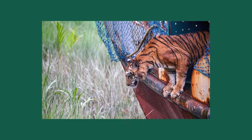 নিজ রাজ্যে ফিরে গেল বাঘিনী