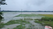 লোহাগড়ায় অতিবর্ষণে তলিয়ে গেছে ফসলি জমি, ফসলহানির শঙ্কা