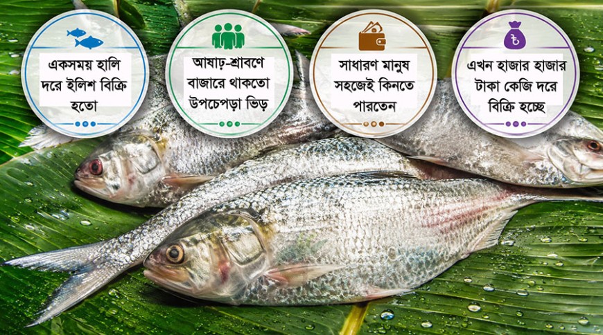 পানগুছি-বলেশ্বরের ইলিশ এখন বিলাসিতা