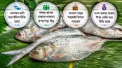পানগুছি-বলেশ্বরের ইলিশ এখন বিলাসিতা
