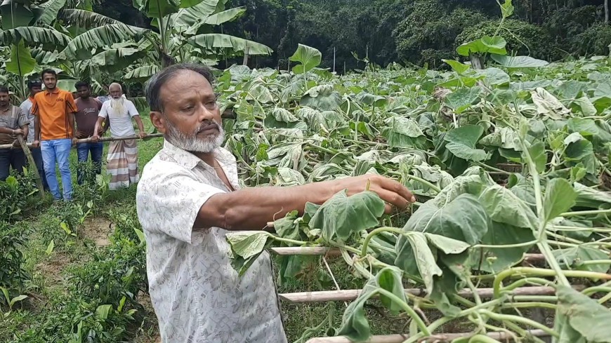 লাউক্ষেত কেটে সাবাড়, দুই লাখ টাকার ক্ষতি