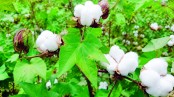 উৎপাদন ঝুঁকিতে যশোর অঞ্চলের তিন হাজার তুলাচাষি