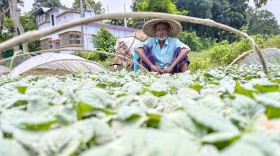 জলাবদ্ধতায় আব্দুলপুরে কোটি টাকার সবজির চারা ধ্বংস