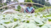 জলাবদ্ধতায় আব্দুলপুরের কোটি টাকার সবজির চারা ধ্বংস