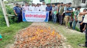 দেবহাটায় অপদ্রব্য মেশানো শতকেজি চিংড়ি জব্দ, আগুনে পুড়িয়ে বিনষ্ট