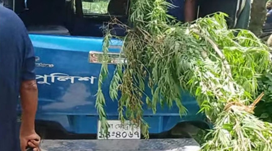 পান বরজে ১২ কেজির গাঁজা গাছ!
