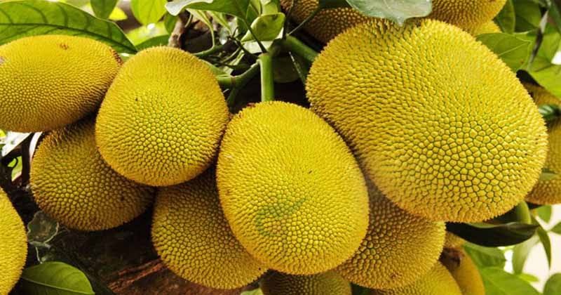 বাংলাদেশের কাঁঠাল আমদানির অনুমোদন দিলো চীন