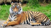 অস্তিত্বের লড়াইয়ে বেঙ্গল টাইগার