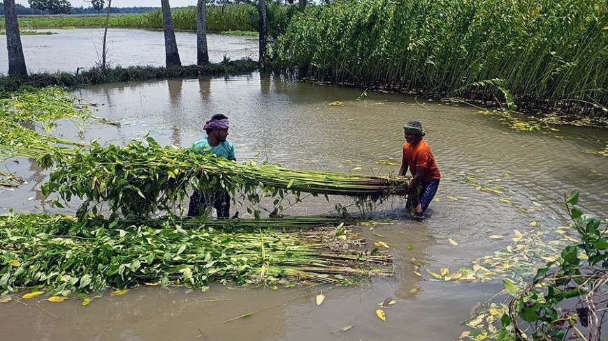 অপরিপক্ক পাট কাটতে বাধ্য হচ্ছেন কৃষক
