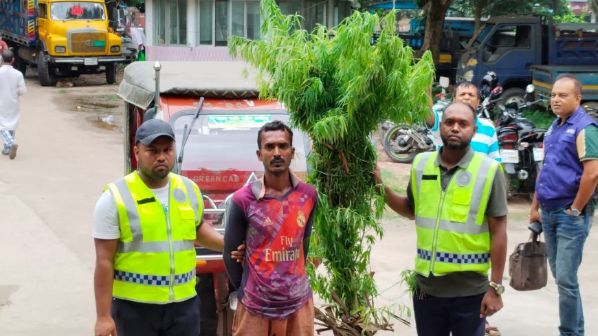 বেগুন খেত থেকে গাঁজাগাছ উদ্ধার, যুবক আটক