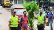 বেগুন খেত থেকে গাঁজাগাছ উদ্ধার, যুবক আটক