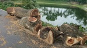 সড়কের ছয়টি গাছ কেটে নেওয়ার অভিযোগ