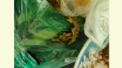 খুলনা বিশ্ববিদ্যালয় ক্যাফেটেরিয়ার খাবারে টিকটিকি