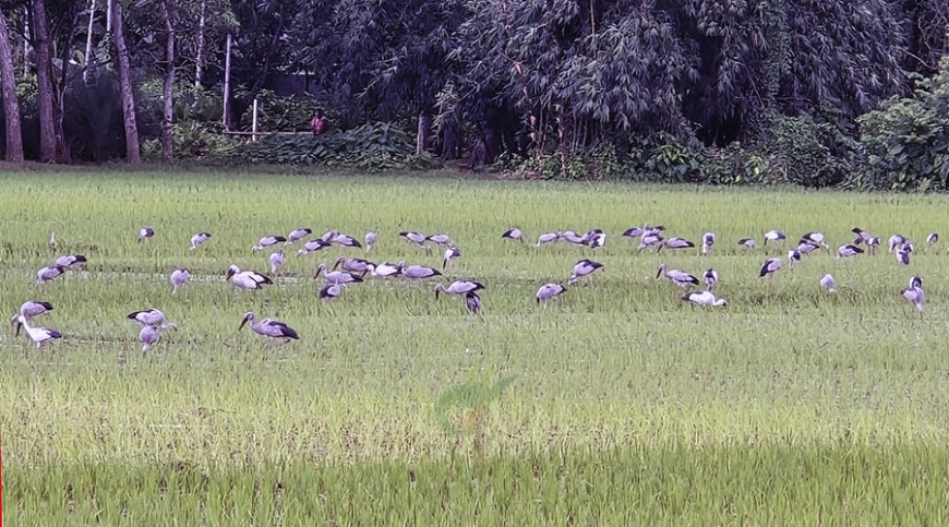 ধানক্ষেতে শামুকখোলের আহার