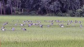 ধানক্ষেতে শামুকখোলের আহার
