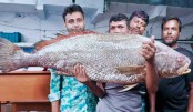 বাগেরহাটে ২২ কেজির দাতিনা আড়াই লাখে বিক্রি