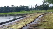 পাইকগাছায় পাটের বাম্পার ফলন, দামে খুশি চাষিরা