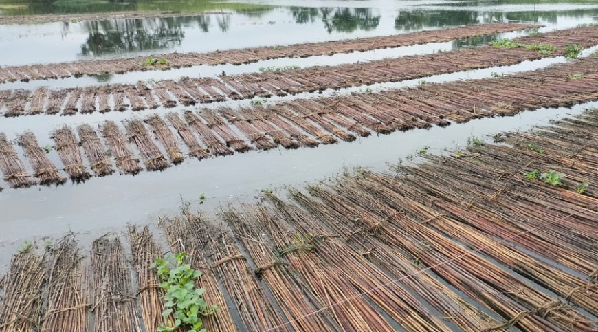 পাটের বাম্পার ফলন: দ্বিধাদ্বন্দ্বে সাতক্ষীরার চাষিরা