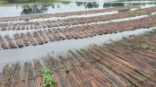 পাটের বাম্পার ফলন: দ্বিধাদ্বন্দ্বে সাতক্ষীরার চাষিরা