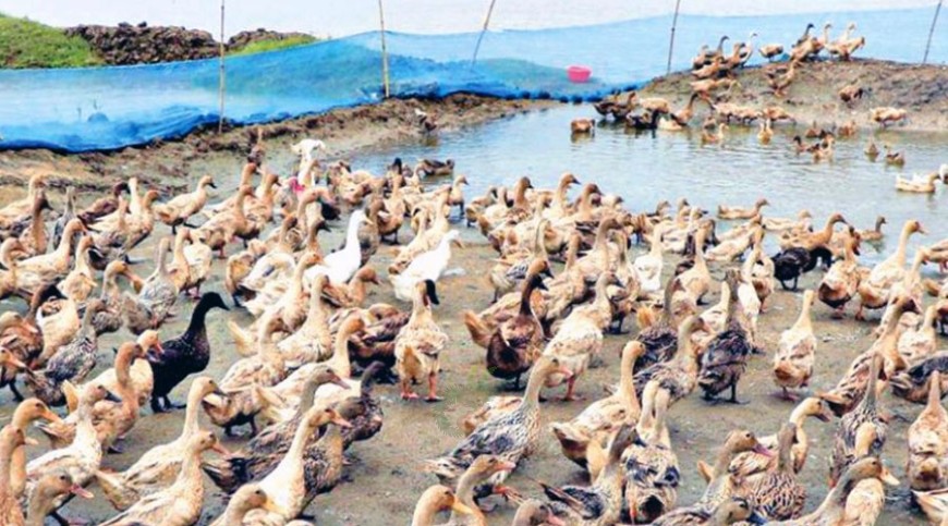 বিলের পানিতে হাঁস পালন: সম্ভাবনার সঙ্গে চাই পরিকল্পিত সহায়তা