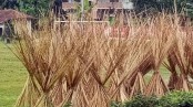 পাটকাঠি যখন বাড়তি আয়ের উৎস