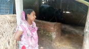 যশোরে বিষ প্রয়োগে গরু হত্যার অভিযোগ, থানায় জিডি