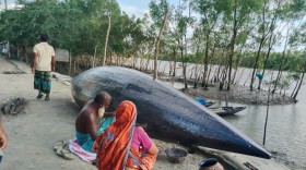 খুলছে বন, ফিরছে জীবিকার আশা