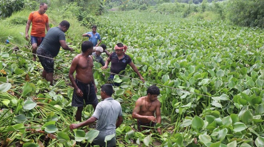 জলাবদ্ধতা নিরসনে স্বেচ্ছাশ্রমে কচুরিপানা অপসারণ