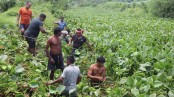 জলাবদ্ধতা নিরসনে স্বেচ্ছাশ্রমে কচুরিপানা অপসারণ
