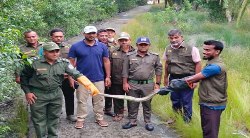 কয়রার লোকালয় থেকে অজগর সাপ উদ্ধার, সুন্দরবনে অবমুক্ত