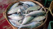 ভারত থেকে ইলিশ আমদানি কেন
