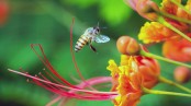 মৌমাছি ছাড়া পৃথিবী অচল