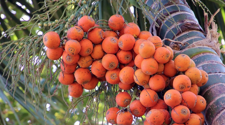 ‘ফইর‌্যা আইস্যা বন্ধু আমার গুয়া পান খাইও’