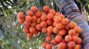 ‘ফইর‌্যা আইস্যা বন্ধু আমার গুয়া পান খাইও’